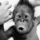 Illustration for article titled Throw a Ticker Ape Parade in Todays Open Thread